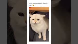 The girliest meow Ive ever heard 😍❤️ cat catlover cutecat catshorts cute [upl. by Bahr]