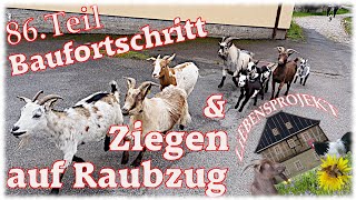 Ziegen auf Raubzug  Baufortschritt 86 Projekt Fachwerkhaus [upl. by Acceber]