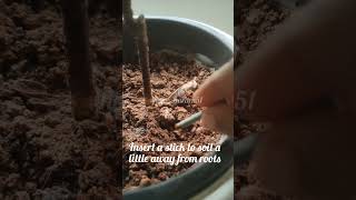 Benefits of using fertilizer sticks for indoor plants npk garden short [upl. by Lrub]