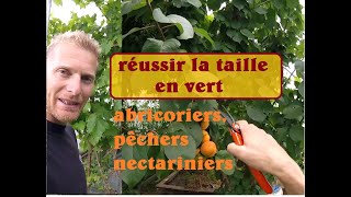 réussir la taille en vert du pêcher nectarinier et abricotier [upl. by Arhsub]