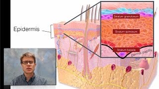 Integumentary System [upl. by Maharba914]