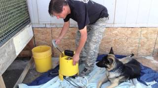 DIY Circulating Dog Water Bowl [upl. by Tersina]