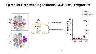 Ankit Malik IFNγ signalling and compartmentalized antigen presentation orchestrate gut immunity [upl. by Juakn674]