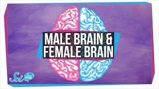 Are There quotMalequot and quotFemalequot Brains [upl. by Alston]