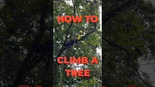 How to Climb a Tree like a Pro nature [upl. by Kutchins]