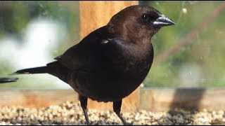 Vachers mâle et femelle Cowbirds male and female [upl. by Modeerf235]