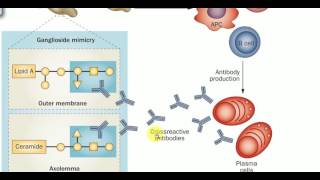 MEDICINE LECTURES  Neurology  GUILLAIN BARRE SYNDROME [upl. by Dlarej484]