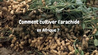 Comment cultiver larachide en Afrique [upl. by Enaffit194]