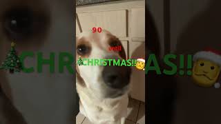 Festive woofing cute funny puppy dog [upl. by Reteip]