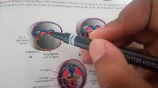 DEVELOPMENT of CARDIOVASCULAR SYSTEM in simple way part 1 heart fields [upl. by Procto902]