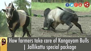 Exclusive Farmer Reveals Unknown Facts of Jallikattu Kangayam Bulls [upl. by Adnilre924]