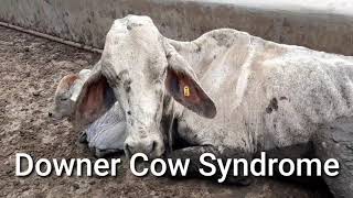 How to treat Downer Cow Syndrome early stage [upl. by Aihtnamas]