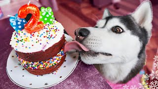 How to Make a Red Velvet Birthday Cake for Dogs 🎂 DIY Dog Treats [upl. by Erfert]