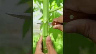 How to propagate papiya tree by air layering A great method propagating the papaya tree viral [upl. by Ahsieyn]