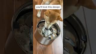 No mess design dog water bowldogshorts shibadog shortvideo [upl. by Gerdeen]