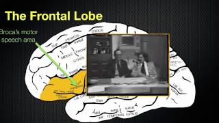 065 The Anatomy and Functions of the Frontal Lobe [upl. by Aikym]