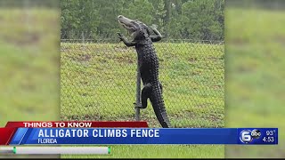 Alligator climbs fence in Florida [upl. by Perkins]