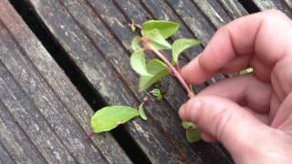 Taking Fuchsia Cuttings [upl. by Ainod]