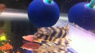 L015 Candy Stripe Pleco [upl. by Anilejna]