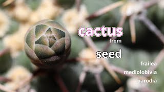 Cactus from seed 24 [upl. by Boor]