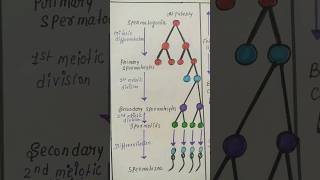 spermatogenesis Oogenesis biologydiagram shorts [upl. by Nagey804]