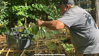 Harvesting My Cushaw Squash amp Prepping For Fall Gardening [upl. by Haelat]