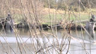 VINEYARDS FISHERY HALFPENNY GREEN NEAR WOMBOURNE STAFFORDSHIRE [upl. by Thirzia]