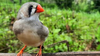 Zebra finch bird singing sounds in the morning 1 hour Talking zebra finch [upl. by Omidyar372]