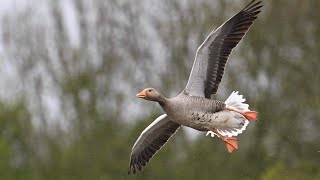 A trip to Filey Dams Nature Reserve on a rainy day [upl. by Zollie]