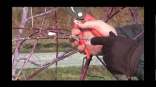 How to Prune Black Raspberry Plants in Late Winter or Early Spring  Gurneys Video [upl. by Odrarebe]