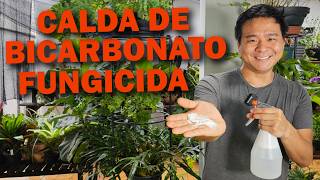 CALDA DE BICARBONATO para ACABAR COM FUNGOS NAS PLANTAS [upl. by Earleen]