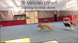 Border Collie vs Belgian Malinois Frisbee Fun With 2 Dogs [upl. by Adnuhsed]