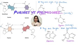 Understand the differences between Purines and Pyrimidinesmcatprep apbio neet2024 [upl. by Enawyd]