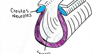 PROCESO NOTOCORDAL Y NEURULACION [upl. by Alaekim]