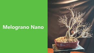 La trasformazione del melograno nano da pianta da vivaio a Bonsai [upl. by Subir868]