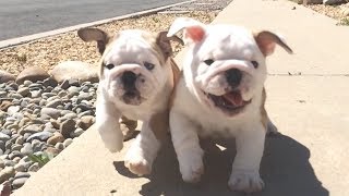 English Bulldog Puppies Running in Slow Motion [upl. by Rahman]