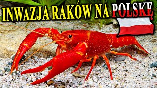 Inwazja Obcych i Zmutowanych RAKÓW Na Polskę [upl. by Garin]