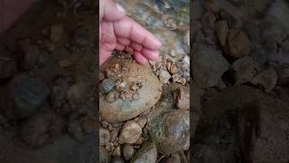 Looking For Crabs in The River  Part1 survive outdoor crab tranding shorts [upl. by Lucrece]