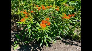 Minnesota Native Plants  Butterfly Weed Asclepias Tuberosa [upl. by Joo]