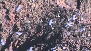 White Stork Flying Over Eilat Israel [upl. by Anaytat]