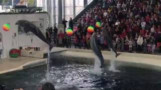 Dolphin show in Dolphinarium Varna [upl. by Herra192]