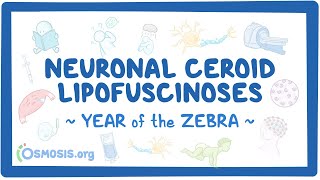 Neuronal ceroid lipofuscinoses Year of the Zebra [upl. by Aimehs]