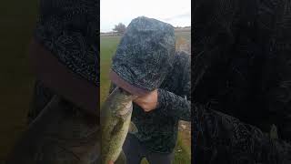 LFG style bassfishing fishing fish sniffing [upl. by Aynatan]