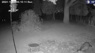 Yard Cam Live Stream [upl. by Pegma]