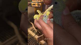 Little 🐣 budgies wowbirds birdsetup aviary lovebirds petcare smallparrot parakeet parrort [upl. by Aowda]