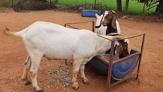 Boer Goats Breeding Setup In Hyderabad  Alina Goat Farm [upl. by Quenby223]