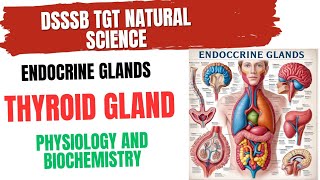 Thyroid gland Physiology and Biochemistry for DSSSB TGT NATURAL SCIENCE thyroidgland [upl. by Assilram409]