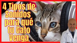 📣 4 TIPOS DE SONIDOS DE GATOS MAULLANDO 📣 PARA QUE TU GATO VENGA 📣 SONIDOS PARA ATRAER GATOS RÁPIDO [upl. by Ellinnet]