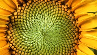 The MindBlowing Mathematics of Sunflowers  Instant Egghead 59 [upl. by Cullie]