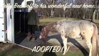 Abandoned Appaloosa Adopted [upl. by Josh]